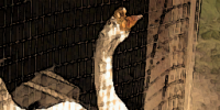 Glados_screens_bird003.png