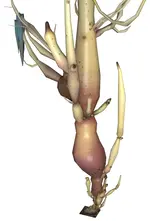 Chell's_partial_overgrown_potato.webp